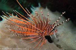BD-161030-Pura-4096-Pterois-antennata-(Bloch.-1787)-[Broadbarred-firefish].jpg